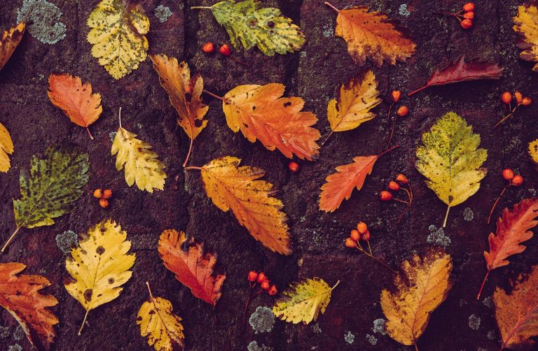 autumn, background, leaves-5704791.jpg